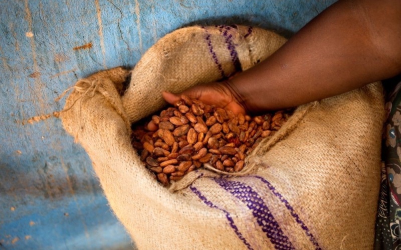 Cocoa prices on the rise: a good thing?*